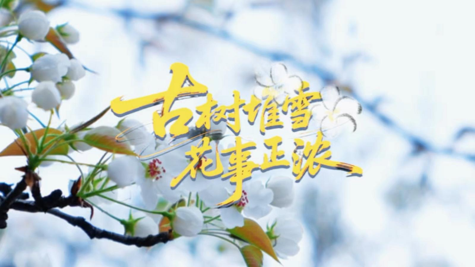 古樹堆雪 花事正濃